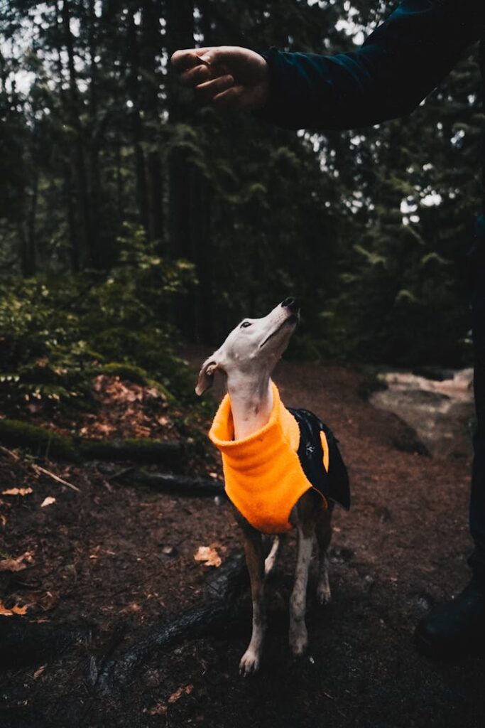 A dog wearing a bright jacket interacts with a person in a forest trail.