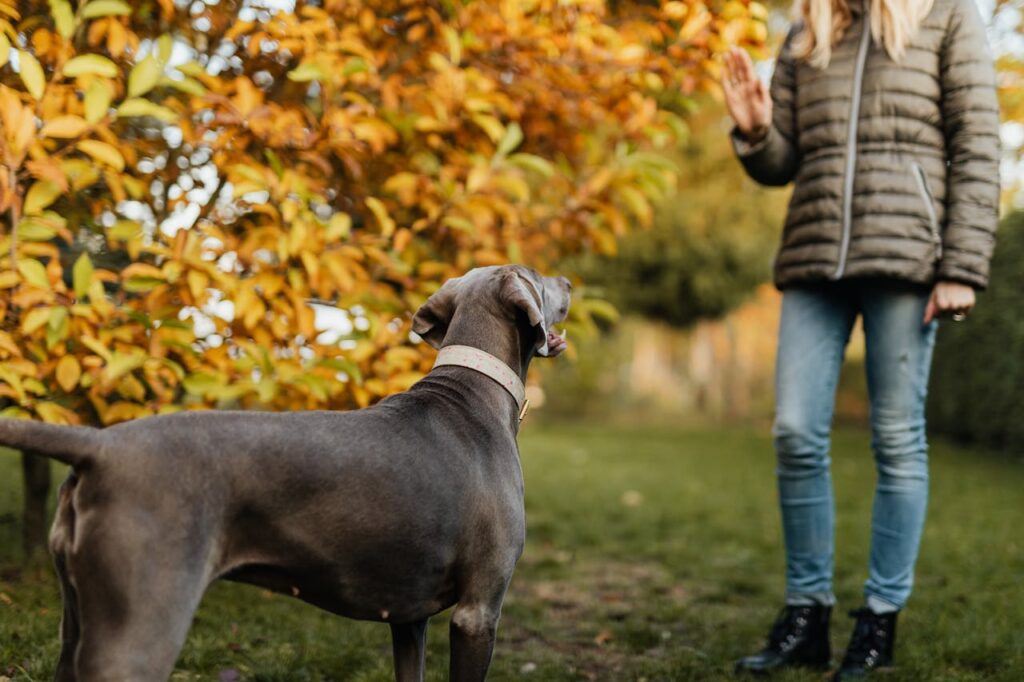 A woman in casual clothing trains her Weimaraner dog outside in an autumn park.