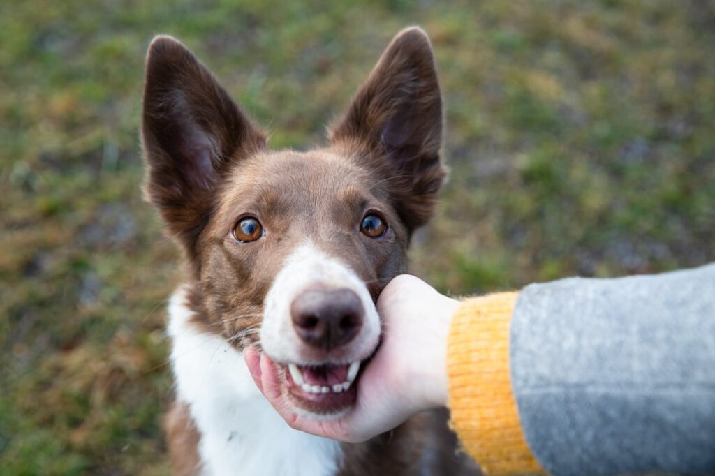 Adorable brown border collie enjoying a petting in the park, showcasing affectionate bonding with a human.